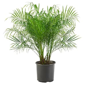 10 in. Roebellini Palm Tree with Long Rich Green Fronds