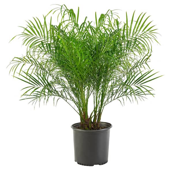 Unbranded 10 in. Roebellini Palm Tree with Long Rich Green Fronds