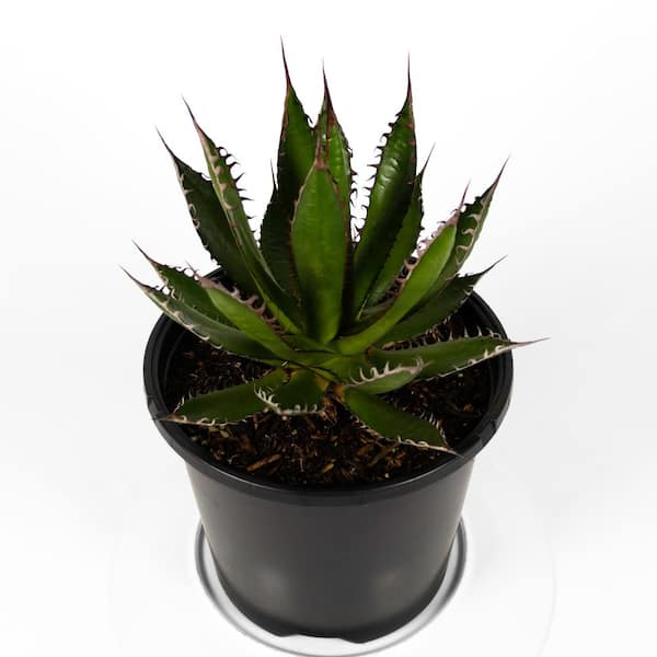 Unbranded 8 in. SPH Agave Blue Glow Plant in Pot