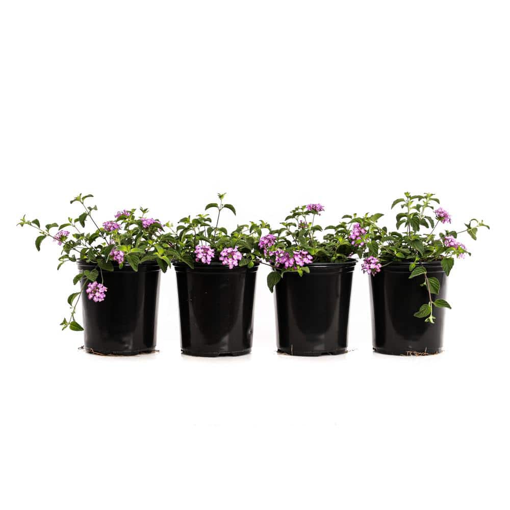 2.5-Qt. #1 Purple Trailing Lantana (4-Pack)
