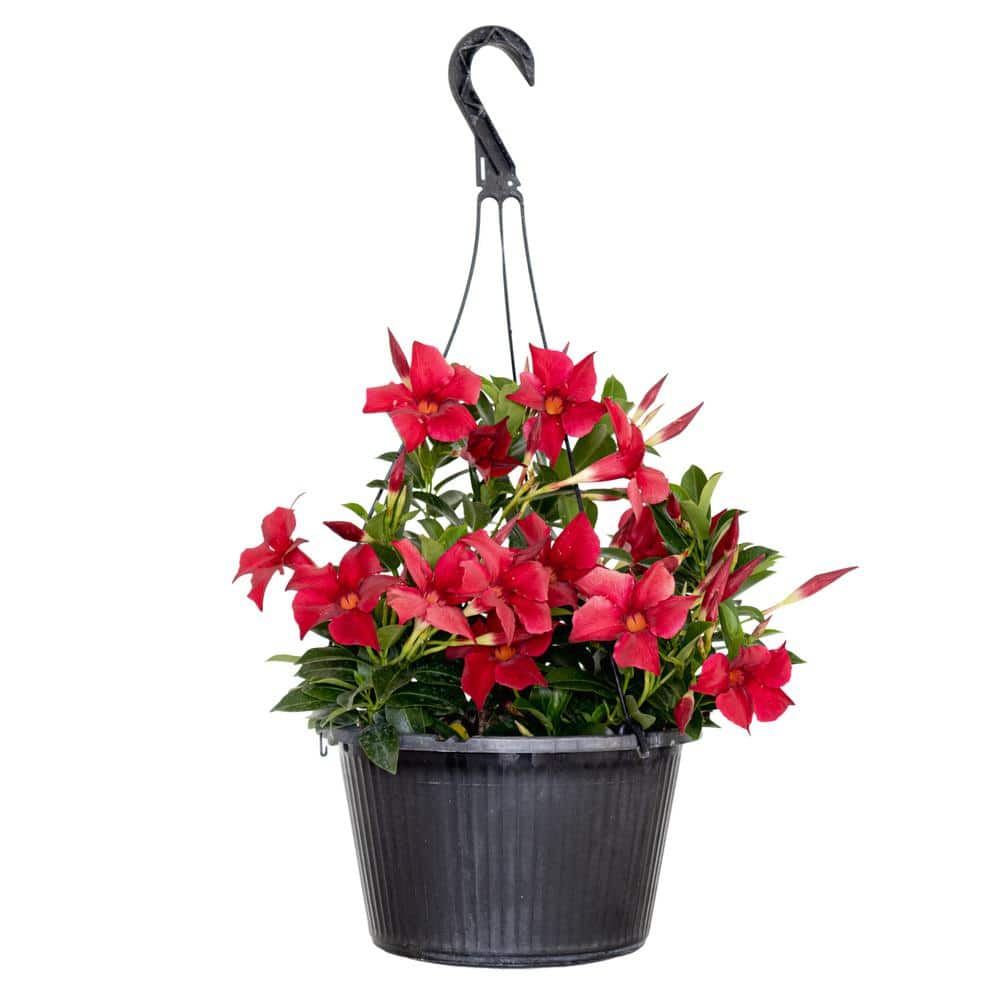 United Nursery Premium 10 in. Hanging Basket 20 in. to 22 in. Tall  Mandevilla Red Blooming Flower Live Outdoor Plant 29852 - The Home Depot