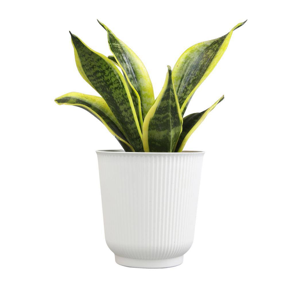 Large Sansevieria Snake Plant in White Planter