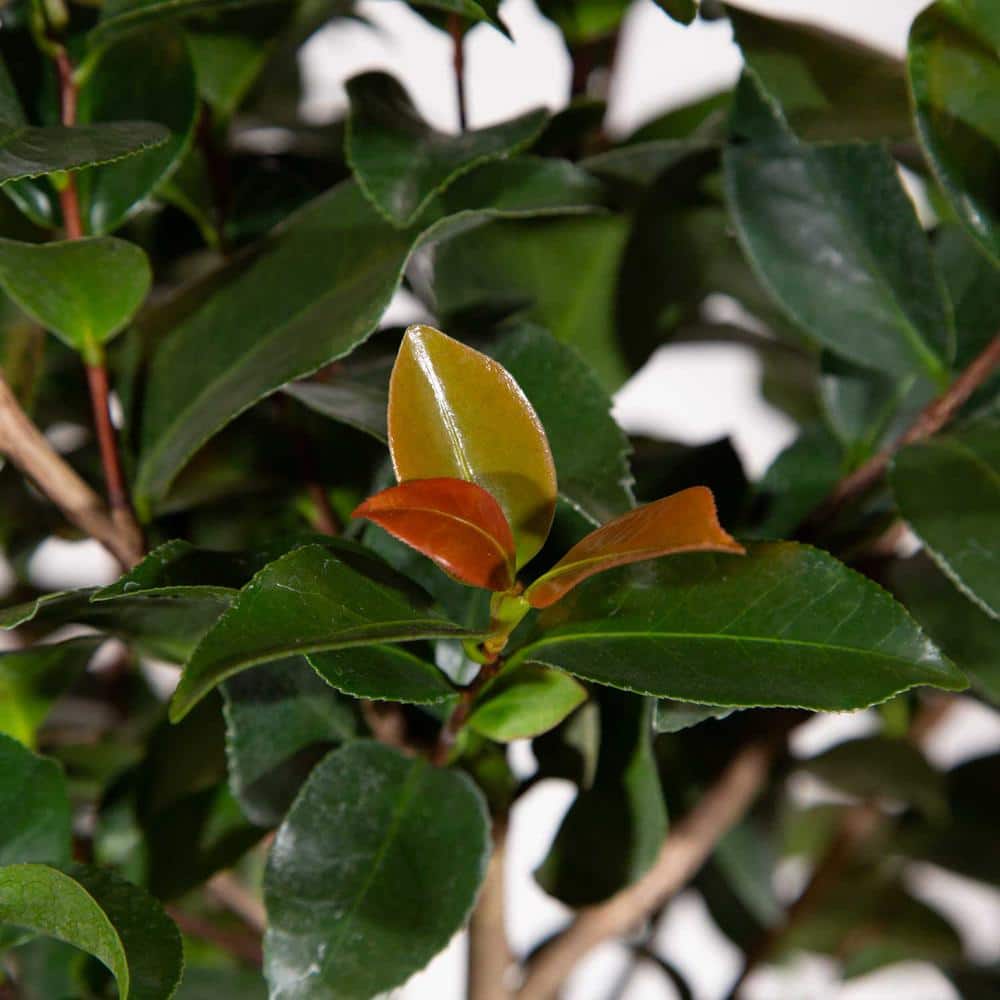 Early Wonder Camellia Bush with Pink Blooms in 2.5 Quart Pot