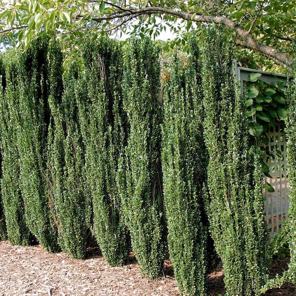 FLOWERWOOD 2.5 Gal - Sky Pencil Japanese Holly(Ilex), Live