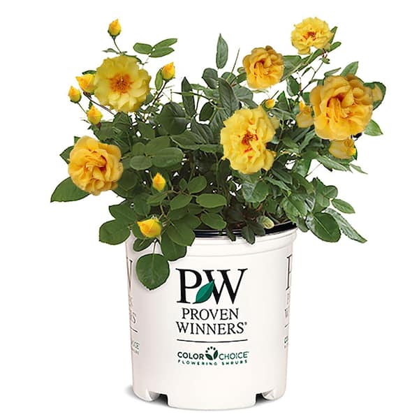 PROVEN WINNERS 2 Gal. Rise Up Ringo Climbing Rose Plant with Yellow ...