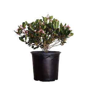 2.5 Gal. Eleanor Taber Indian Hawthorn, Live Evergreen Shrub, Pink Blooms