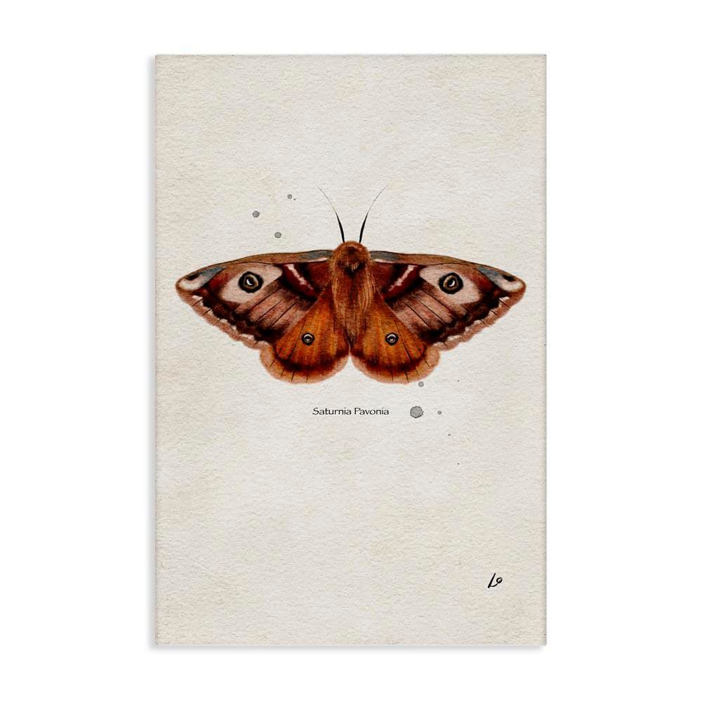 Scientific Orange Moth by Lydia Orange Unframed Animal Graphic Art Print 24 in. x 16 in. price history on PriceWatchPro