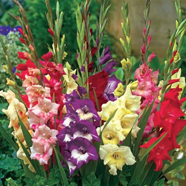 Multi-Color Flowering Glamini Dwarf Gladiolus Dormant Bare Root Summer Flowering Bulb Mixture (15-Pack)