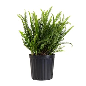 Kimberly Queen Fern Plant in 9.25 inch Grower Pot