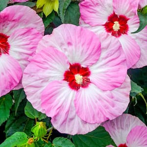 Spinderella Hibiscus, Dormant Flowering Bare Root Perennial Plant (1-Pack)