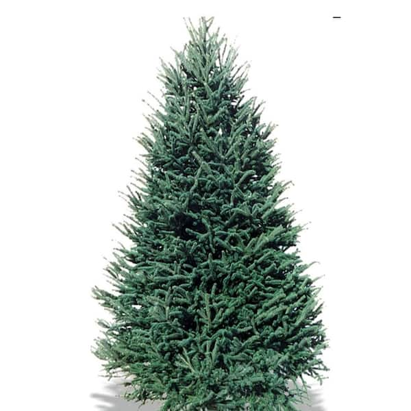 home depot fresh cut christmas tree sale