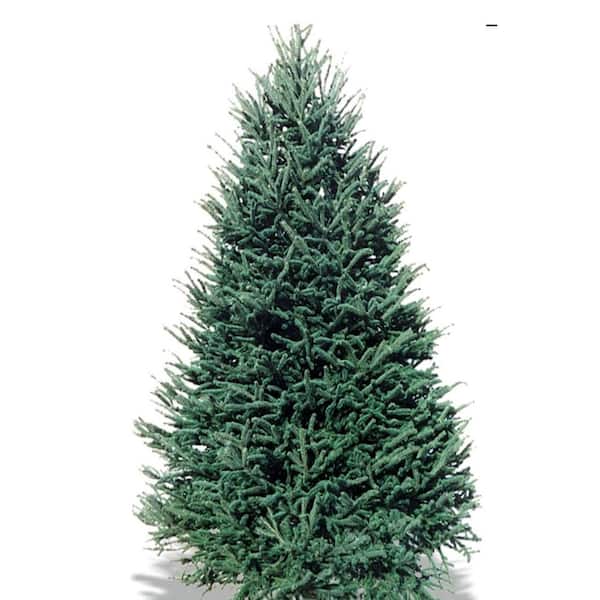 Unbranded 5-6 ft. Freshly Cut Live Balsam Fir Christmas Tree