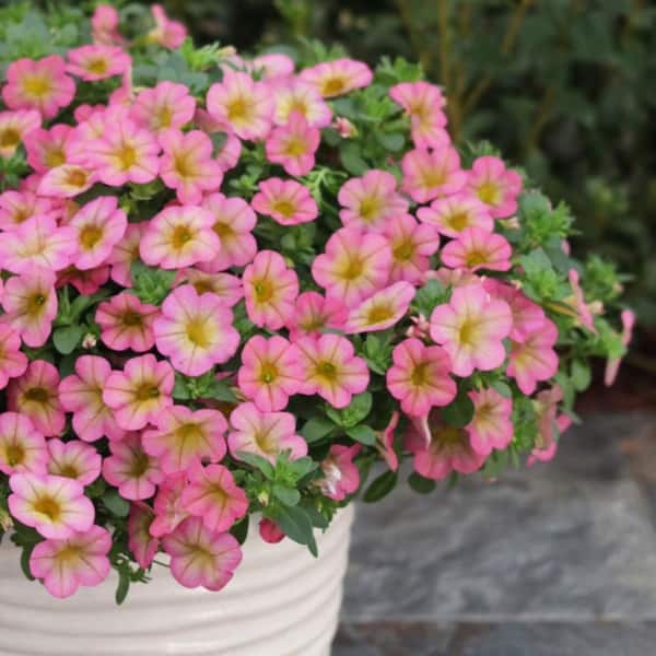 PROVEN WINNERS 4.25 in. Eco+ Grande Superbells Honeyberry