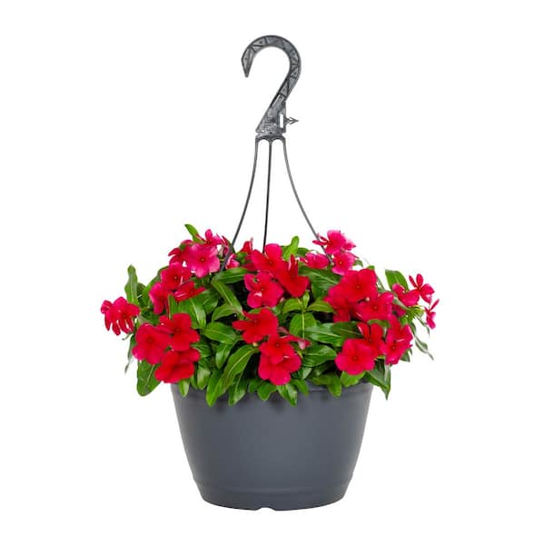 METROLINA GREENHOUSES 1.25 Gal. Vinca Catharanthus Pink Decorative