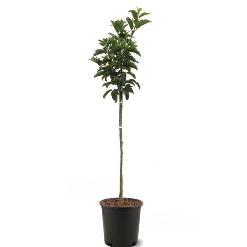 5 gal. Gibson Golden Apple Tree