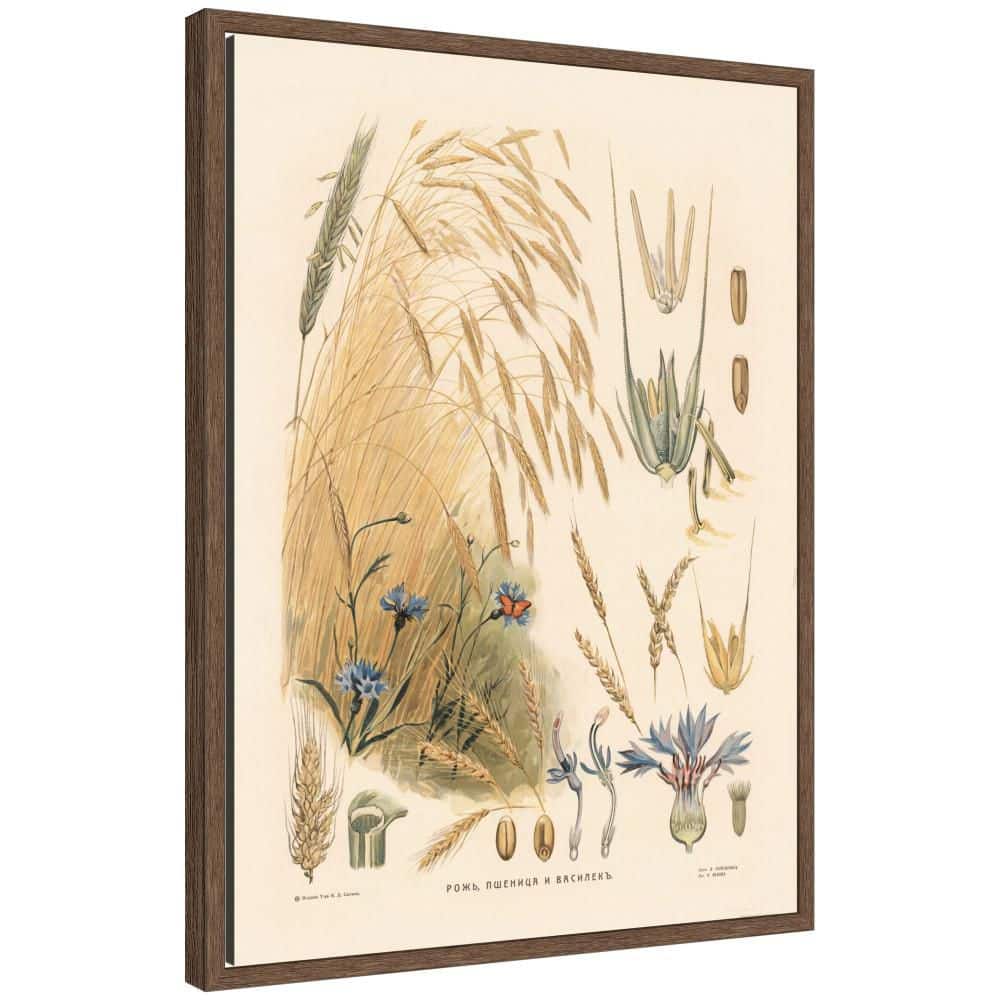 "Sylvie ""Vintage Rye Illustration"" by Nostalgia Prints Nature Framed Canvas Art Print 24 in. x 18 in." price history on PriceWatchPro