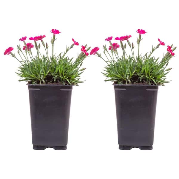 Costa Farms Outdoor Dianthus Plant in 2 qt. Grower Pot, Avg. Shipping  Height 12 in. Tall (2-Pack) M-DTH-G-POT-02 - The Home Depot