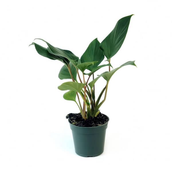 national PLANT NETWORK 4 in. Homalomena Emerald Gem Queen of