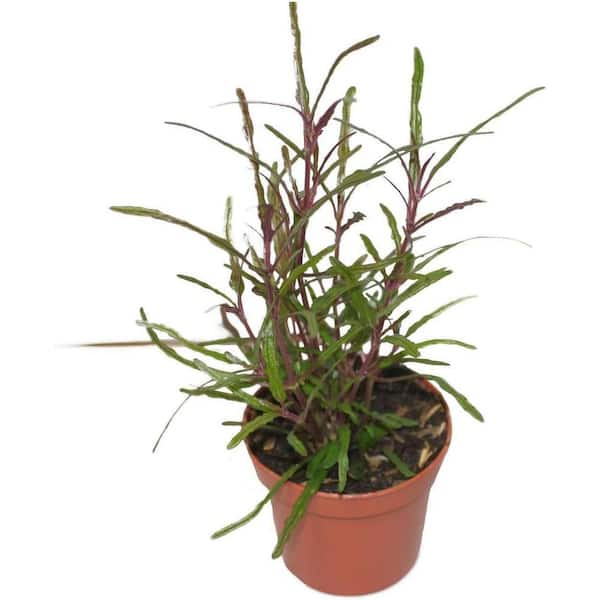 Wekiva Foliage Dragon's Tongue Plant-4 Live Starter Plants in 2 in.  Grower's Pots-Hemigraphis Repanda-Exotic Indoor Outdoor Shrub DragTou4x2 -  The Home Depot