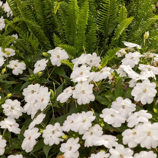 ◼︎ さき ◼︎ 桜　スノーホワイト　エンボスフラワー　（３セット） Proven Winners 7 in. Royale Proven Selections SunPatiens Compact