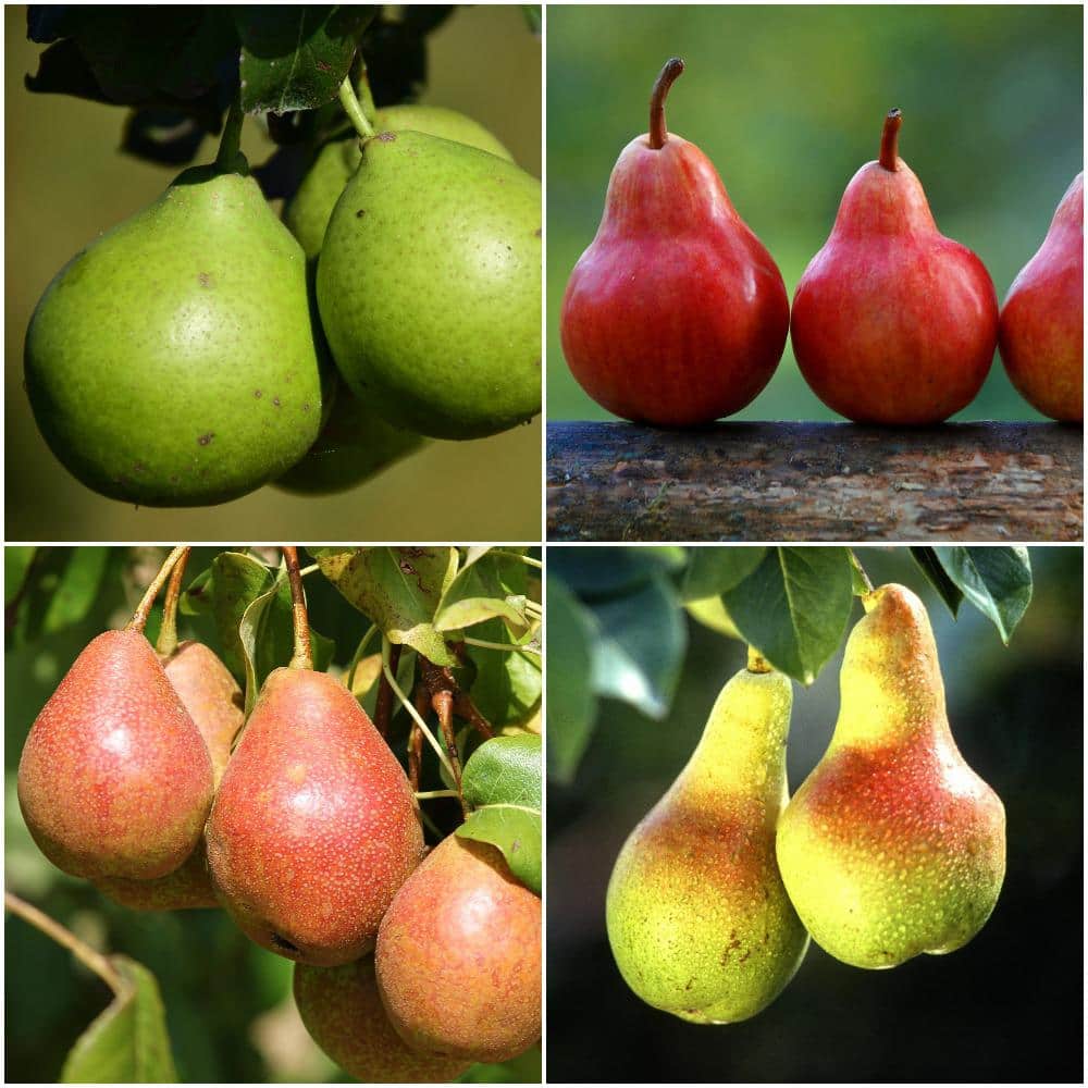 4 PC Organic Pink Lady Apple Fruit Tree Seeds Non Gmo, Fresh Premium 2023