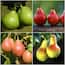https://images.thdstatic.com/productImages/afe79957-b1d9-4ef5-815d-f3670e2abbe0/svn/online-orchards-fruit-plants-cbpr004-64_65.jpg