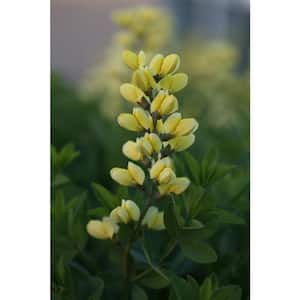1 Gal. Decadence Lemon Meringue Yellow Flowers, (False Indigo) Live Perennial Plant (1-Pack)