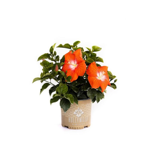 HOLLYWOOD HIBISCUS 1 Gal. Heartbreaker Hollywood Orange Hibiscus Annual Plant