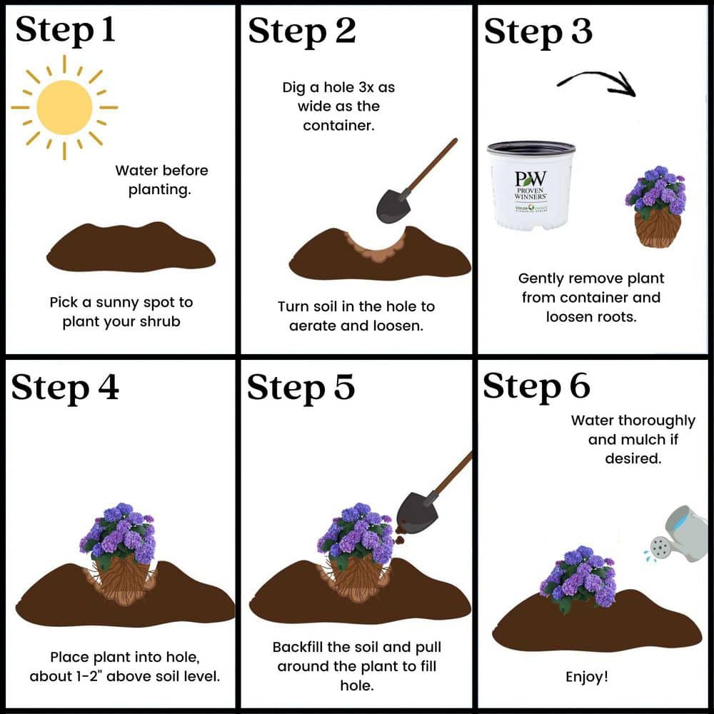 2 Gallon Blue and Purple Hydrangea Flowering Shrub