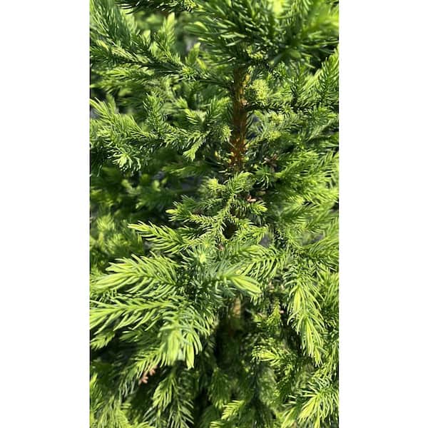 コタンの森 BELL NURSERY 3 gal. Black Dragon Japanese Cedar (Cryptomeria