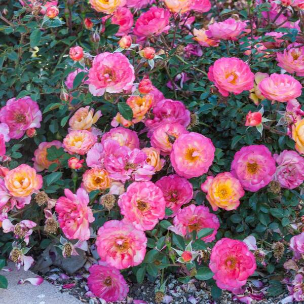 Spring Hill Nurseries 2 in. Pot Rainbow Happy Trails Groundcover Rose, Live Potted Plant with Multi-Color Flowers (1-Pack)
