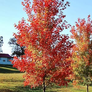 7 Gal. Autumn Blaze Maple Shade Tree