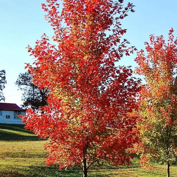 7 Gal. Autumn Blaze Maple Shade Tree MAPABL07G - The Home Depot