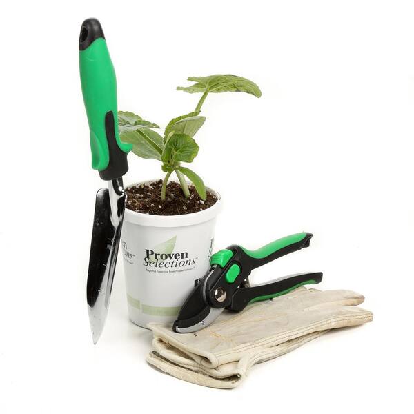 PROVEN WINNERS - 4.25 in. Grande Proven Selections Black Beauty Zucchini Live Plant Vegetable (Pack of 4)