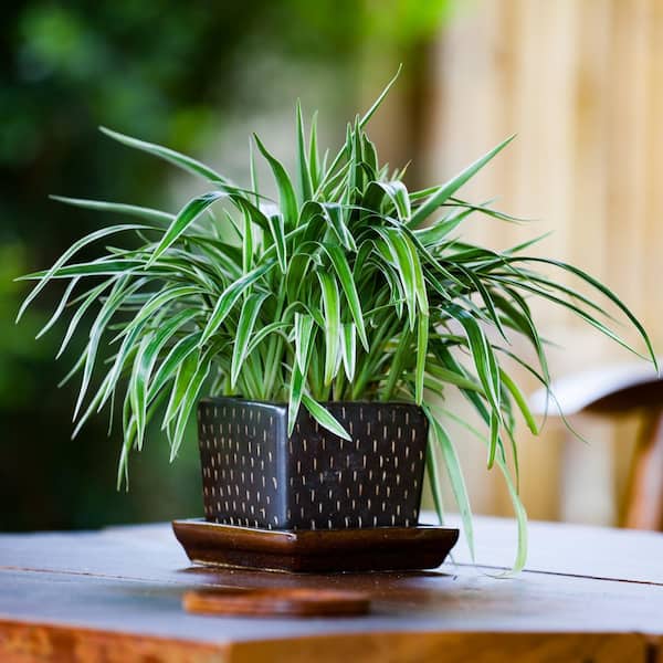 spider plants curly Bonnie Spider Plant Hanging Basket - Live Plant in an 8 Inch Hanging Basket - Chlorophytum Comosum 'Bonnie'