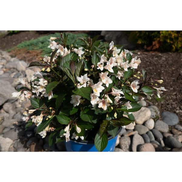 Jumbo Pint Tuxedo Weigela Live Shrub, Pure White Flowers