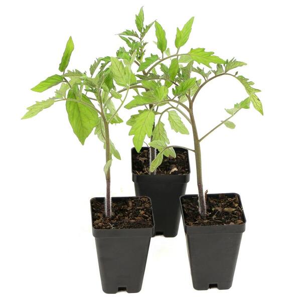 national PLANT NETWORK 2.5 in. Chef's Choice Orange Tomato Plant (3