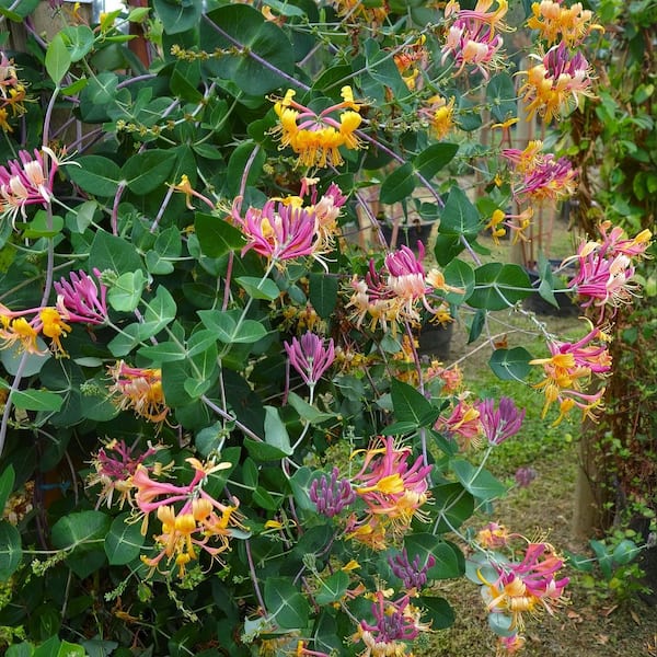 national PLANT NETWORK 4 in. Honeysuckle Peaches and Cream Plant