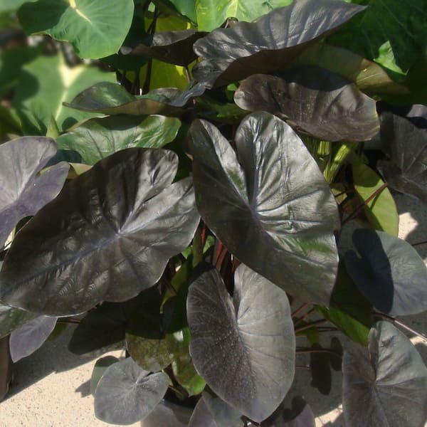 Garden State Bulb 7/9 in. Colocasia Kona Coffee Elephant Ear Bulbs (Bag of 1)