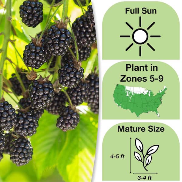 Triple Crown Thornless Blackberry Plant in 1 Gal. Growers Pot, Large Sweet Berries