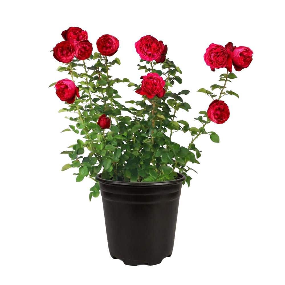 BELL NURSERY 3 Gal. Florentina Live Rose Plant with Red Flower (1