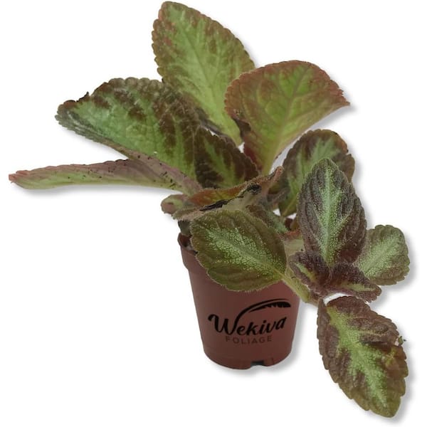 Wekiva Foliage 2 in. Silver Screen Episcia - Live Plant in a Pot - Beautiful Indoor Air Purifying Plant Flame Violets