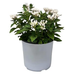 1.5 Gal. Penta Plant White Flower in  8.25 in. Grower's Pot
