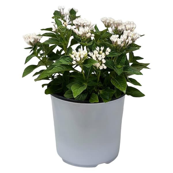 Pure Beauty Farms 1.5 Gal. Penta Plant White Flower in 8.25 in. Grower ...