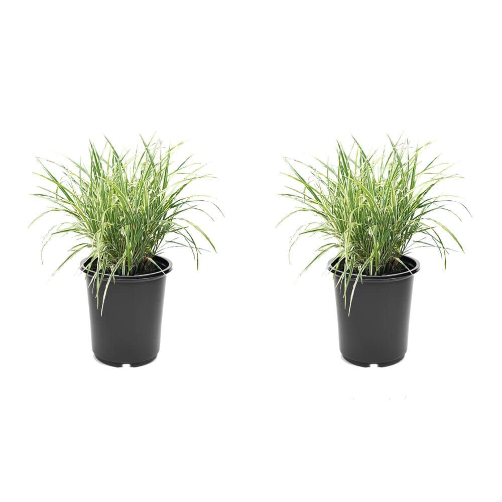 2.5 qt. Perennial Grass Miscanthus Sinensis Cosmopolitan (2-Pack)