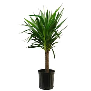 Yucca Cane in 8.75 in. Grower Pot