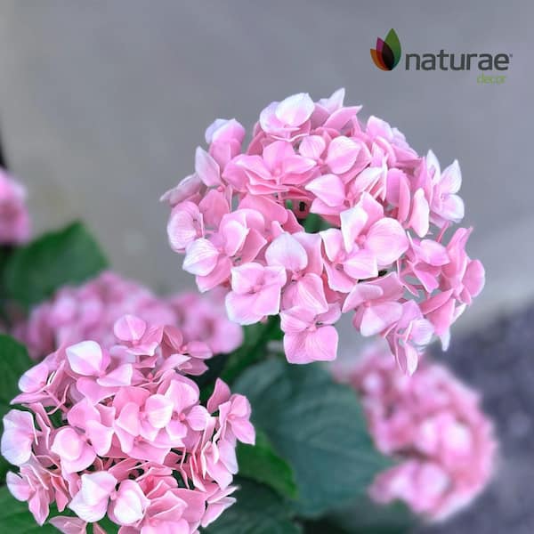 NATURAE DECOR Artificial Pink Hydrangea 24 in. OUT-HYDPI-24-1P
