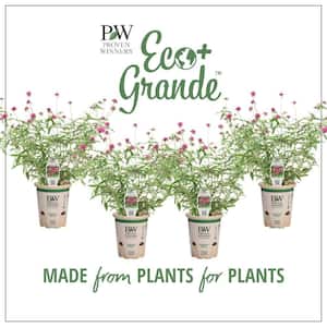 4.25 in. Eco+Grande Truffula Pink Globe Amaranth (Gomphrena) Live Plant, Pink Flowers (4-Pack)