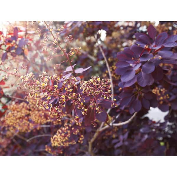 BELL NURSERY 3 Gal. Royal Purple Smokebush Live Flowering Shrub