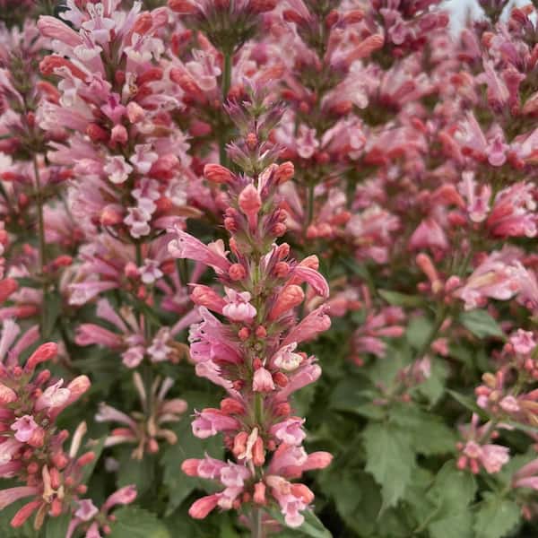 national PLANT NETWORK 3.25 in. Pin.k Pearl Agastache Perennial Plant with Pin.k Flowers 3-Piece